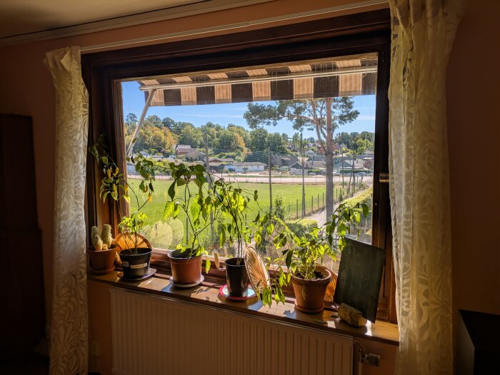 Stort fönster från 60-talet med flera krukväxter på fönsterbrädan, utsikt mot grönskande område med hus och träd.