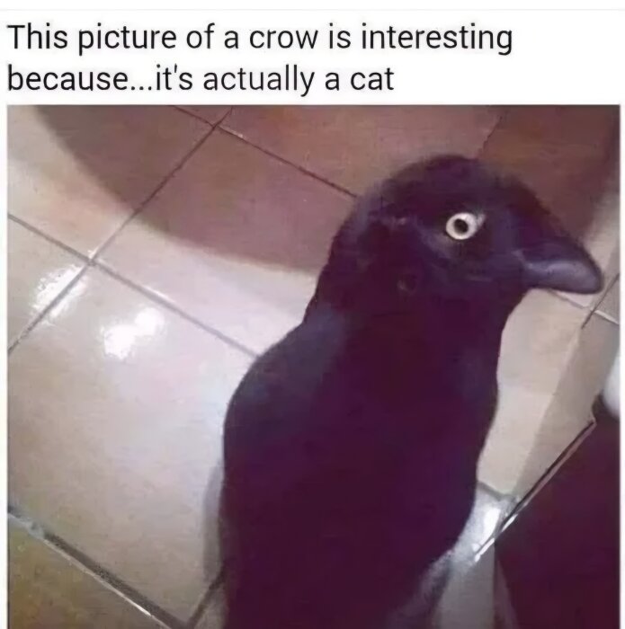 En svart katt på golvet ser ut som en kråka på grund av pälsens form och belysningen.