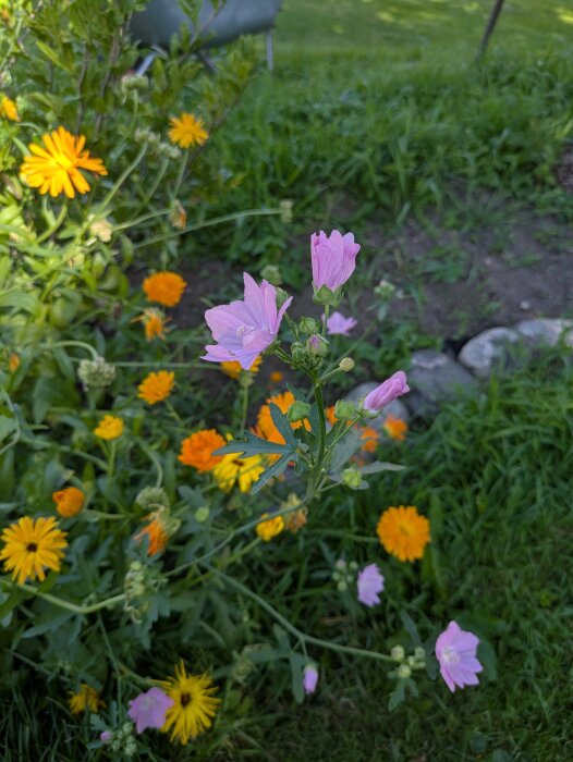 Blommor i trädgård, främst lila malvor och orangea ringblommor mot en grön bakgrund.