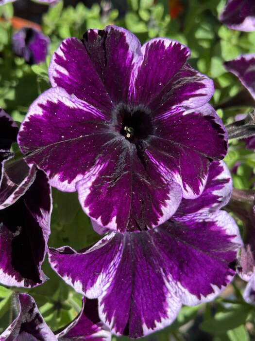 Närbild på en djuplila petuniablomma med vita kanter, med gröna blad synliga i bakgrunden.
