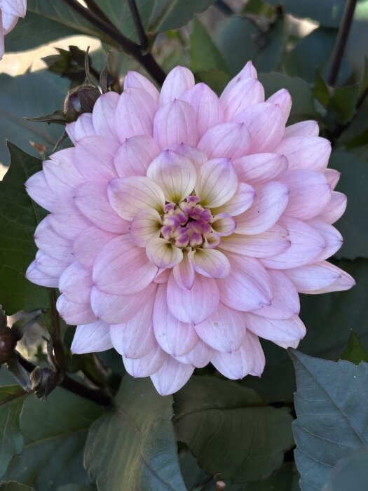 Ljusröd dahlia i full blom mot gröna blad.