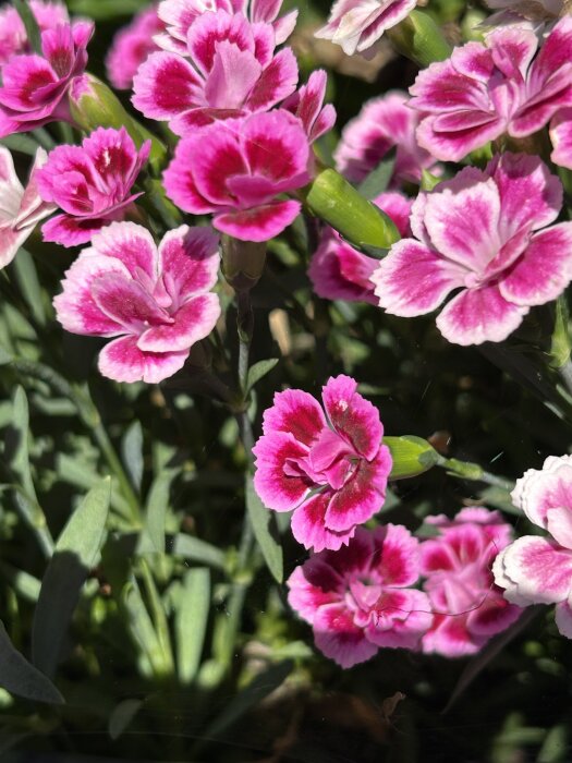 Rosa och vita kryddnejlikor i närbild, blommande i solsken med gröna blad omkring.