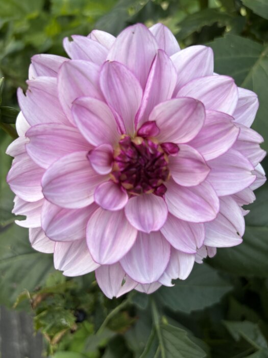 En närbild av en blomma med ljust rosa kronblad och mörkare mitt, omgiven av gröna blad.