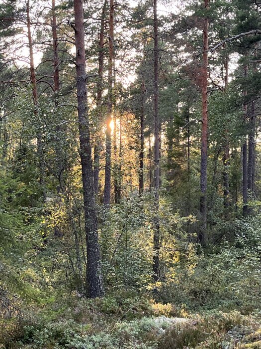 Skog med höga träd badar i solnedgångens ljus som filtreras genom grenarna och belyser den täta vegetationen på marken.