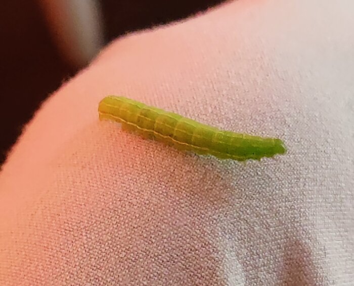 Grön larv på vit textil, möjligtvis fjärilslarv.