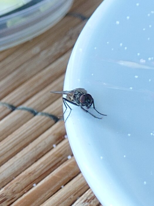 Fluga på kanten av en vit tallrik placerad på ett bord med träunderlägg.