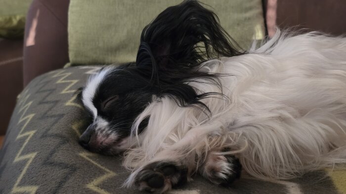 Svartvit hund som sover på en soffa bredvid en grön kudde.