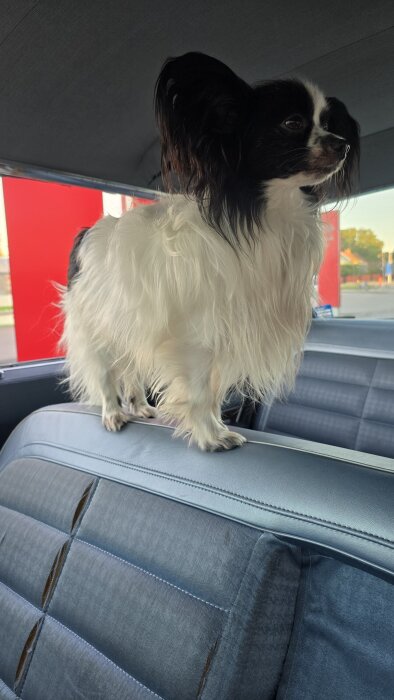 En vit och svart hund står på ryggstödet i en bil.