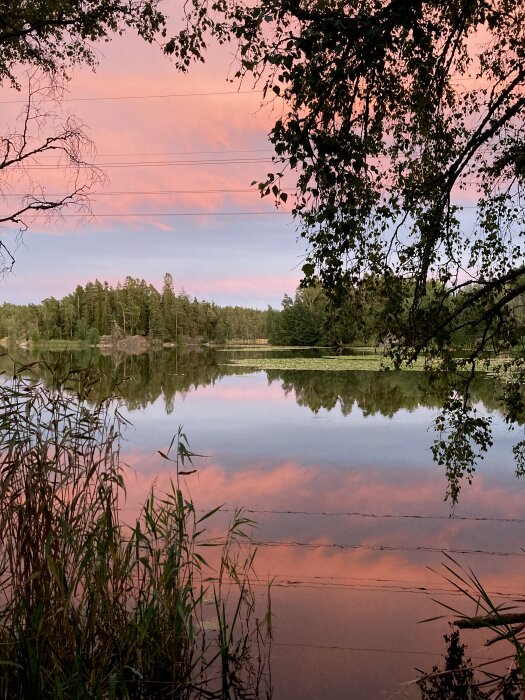 Solnedgång över sjö med spegling av rosa och orange moln, omgiven av träd och vass.