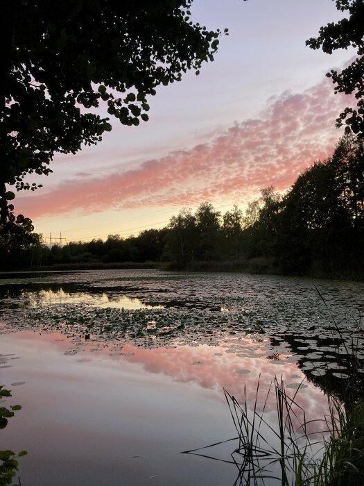Solnedgång vid sjön med rosa och orange moln som speglas i vattnet, omgiven av träd och näckrosblad.