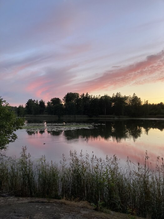 Solnedgång vid en sjö, med rosa och lila färger på himlen, speglat i vattnet omgivet av vass och mörka silhuetter av träd.