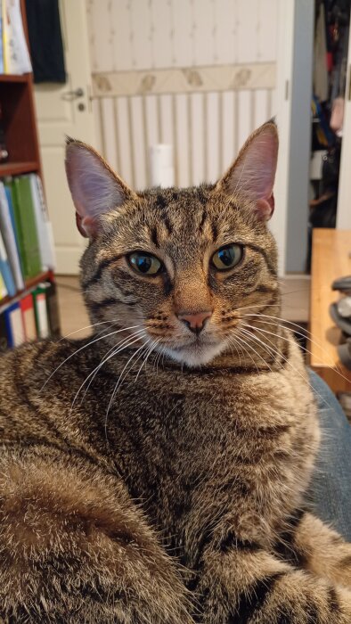 En brun och svart randig katt ligger på en soffa inomhus och tittar mot kameran. En bokhylla och en dörr syns i bakgrunden.