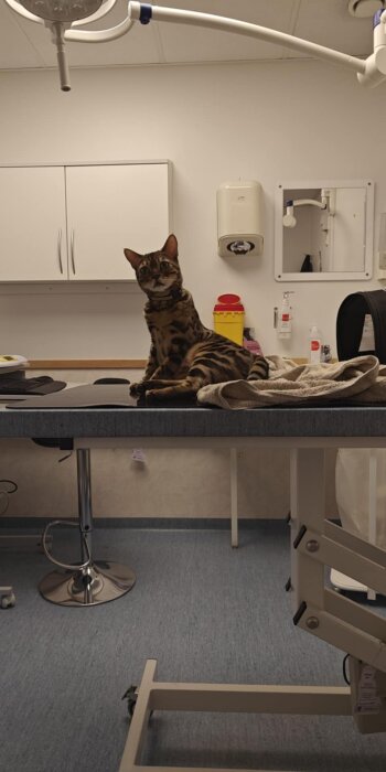 Katt sitter på ett operationsbord i ett veterinärsrum, omgiven av medicinsk utrustning och handdukar.