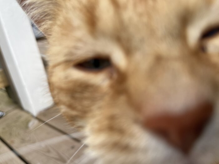 En suddig närbild av en orange katt nos som verkar vara på en träveranda.