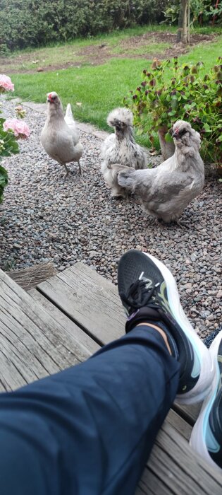 Tre hönor står på en grusgång i en trädgård bredvid grönt gräs och blommor. En person sitter med svarta skor i förgrunden.