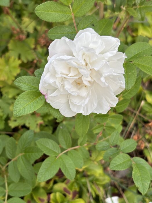 Vit Louise Bugnet-ros i full blom omgiven av gröna blad.
