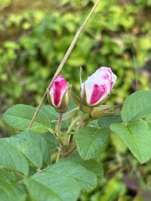Två rosa rosenknoppar omgivna av gröna blad, typiska för sorten Louise Bugnet, i en trädgårdsmiljö.