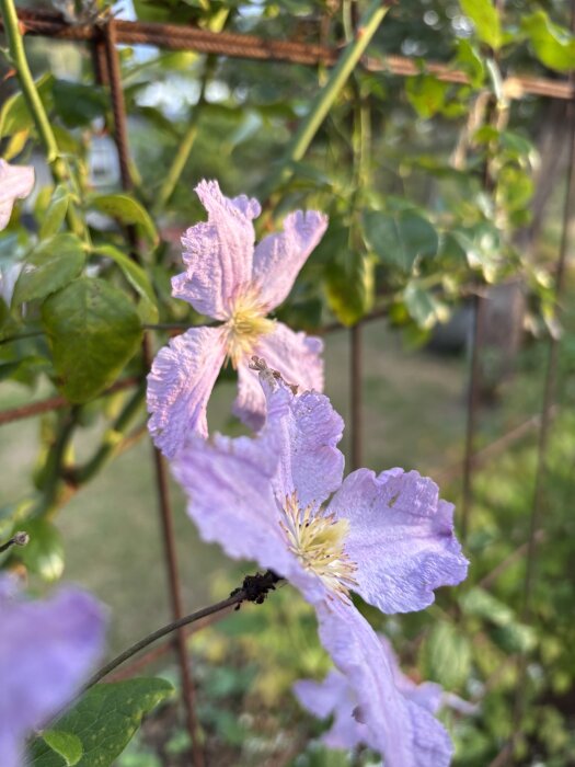 Ljuslila klematisblommor med gröna blad klättrar på ett rostigt stängsel i soligt trädgårdsmiljö.