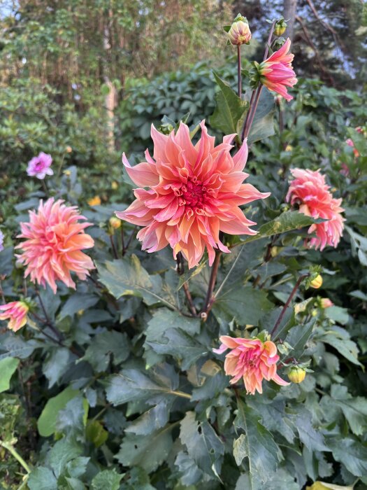 Rosa och orange dahlior i blom i en grönskande trädgård med knoppar och gröna blad i bakgrunden.