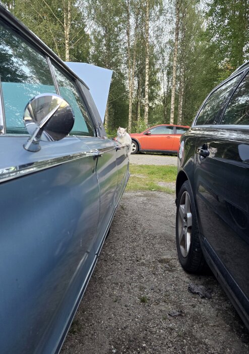 En vit katt sitter på en blå bil, omgiven av parkerade bilar och skog i bakgrunden.