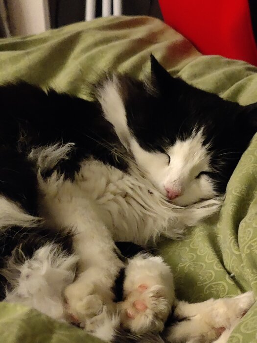 En svartvit katt sover fridfullt på en grön filt.