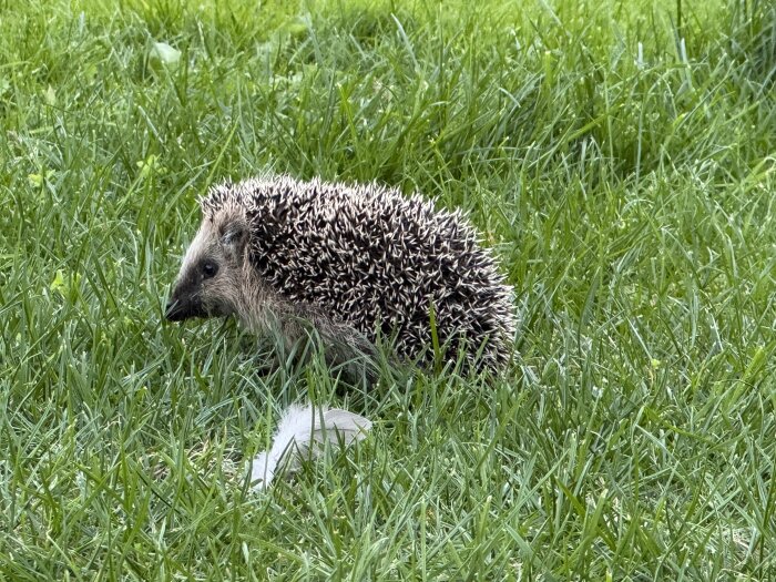 En liten igelkottunge på gräs, födosöker i trädgården.