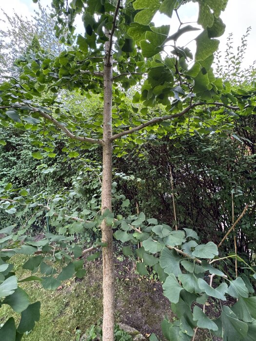 Gingkoträd med horisontella grenar och gröna blad i en trädgård mot en bakgrund av buskar och gräs.