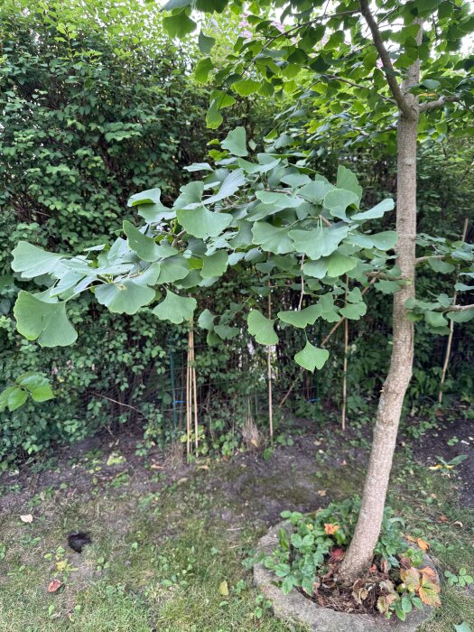Gingko-träd i trädgård med horisontella grenar och gröna blad mot en bakgrund av buskar och gräs.