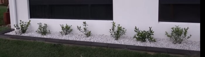 Vit vägg med rabatter av vit dekorationssten och planterade buskar, inramade av kantsten. Gräsmatta ligger framför.