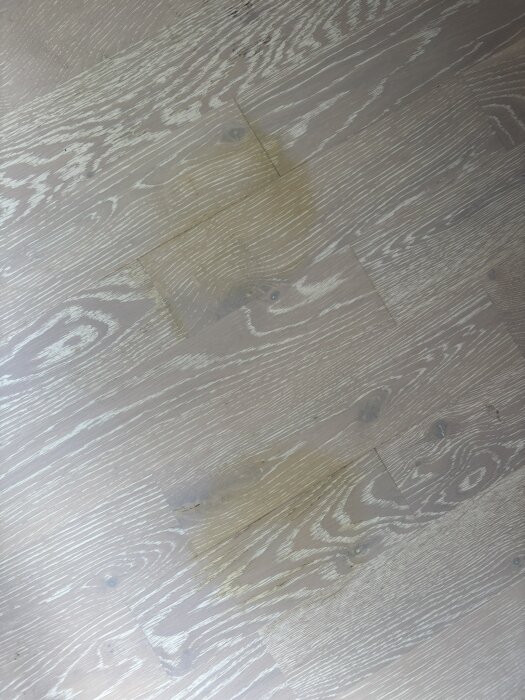 Gulaktiga vattenfläckar på matt vit ekparkettgolv med synliga springor mellan några av golvplankorna.