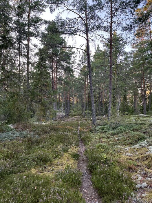 En smal stig slingrar sig genom en tät barrskog med tallar och grön mossa, vilket ger en fridfull och naturlig miljö i dagsljus.
