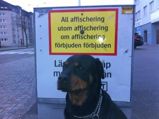 Skylt i Malmö med text om affischering, bredvid står en hund.