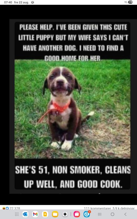 En söt valp med brun och vit päls sitter på gräsmattan. Text skapar en humoristisk kontaktannons för husdjur.