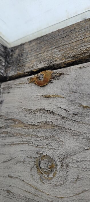 Närbild på träplanka med orange utväxt i ett badrumstakfönster.