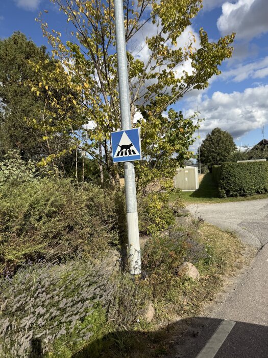 Vägskylt för övergångsställe monterad på en stolpe vid sidan av en grusväg med grönska och träd i bakgrunden under en blå himmel.
