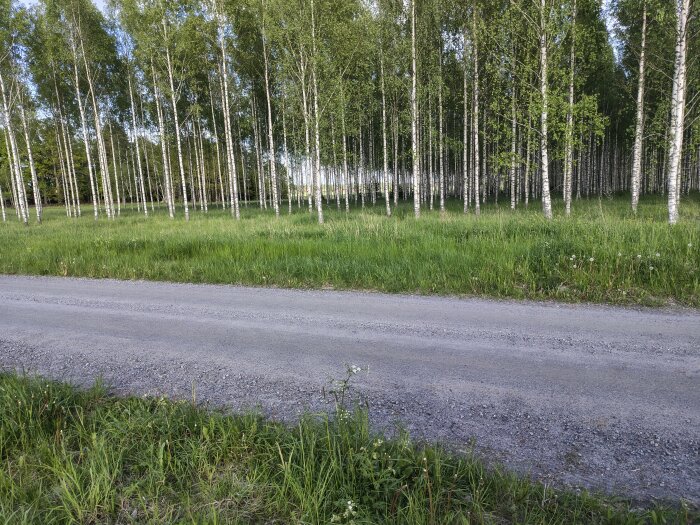 Grusväg med gräs och träd i bakgrunden, förmodligen ett skogsområde med björkar en solig dag.