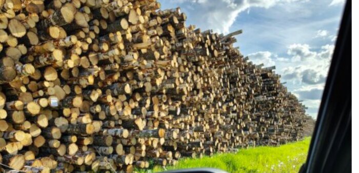 En lång stapel av kapade trädstammar ligger längs en grön gräsmatta under en molnig himmel, sett från en bil.