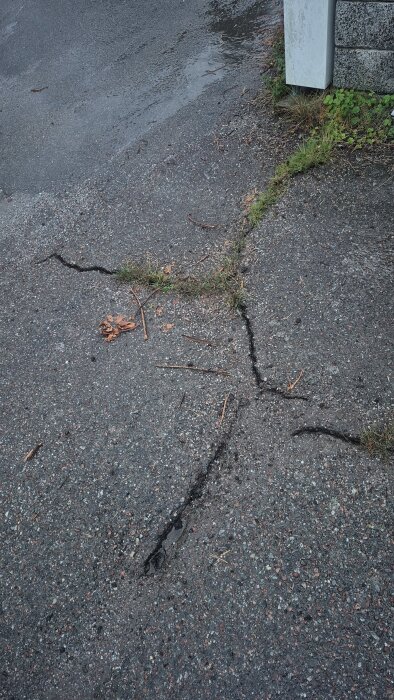 Uppfart med sprickor och vegetation som växer i dem.