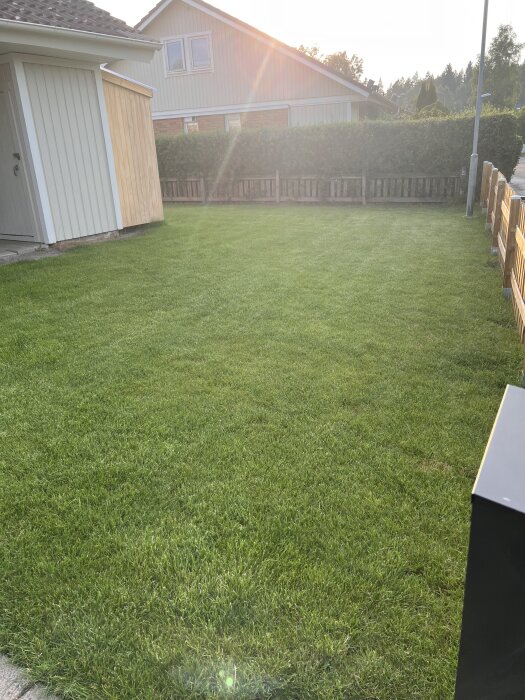 Grön gräsmatta i trädgård med häck och hus i bakgrunden, välvårdat område efter ogräsbehandling.