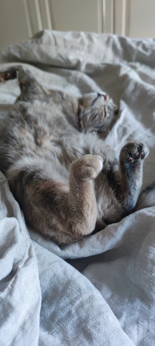 Katt som sover på rygg i säng, omgiven av vita lakan.