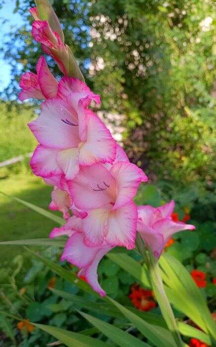 En rosa gladiolusblomma i en lummig trädgård med gröna blad och röda blommor i bakgrunden.
