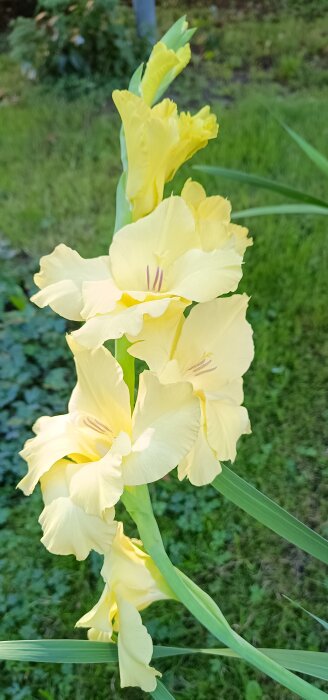 Gula gladiolusblommor i en trädgård under sensommaren.