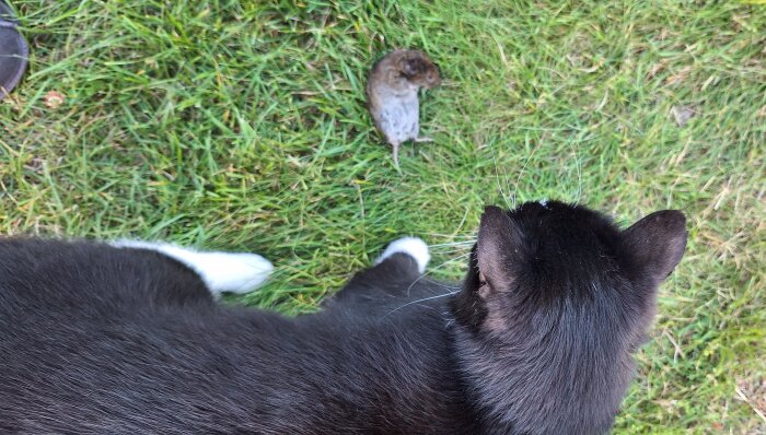 Svartvit katt på gräs med fångad mus bredvid sig.