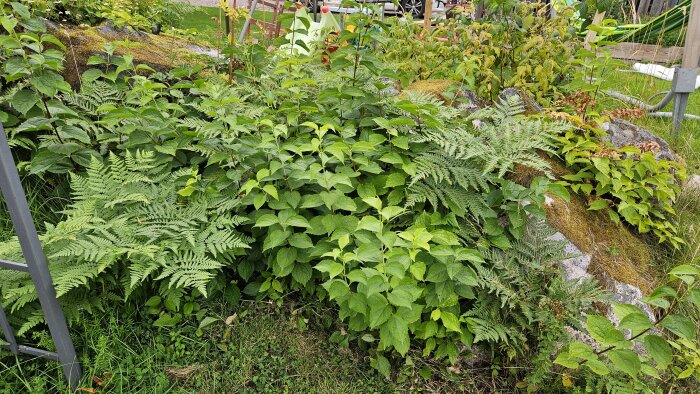 Gröna växter och ormbunkar växer i en trädgård intill en sten med mossa och högt gräs.