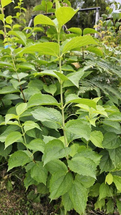 Gröna växter med ovala blad i en trädgård, eventuellt okänd art. Bakgrund med annan vegetation och en del av en gunga syns.