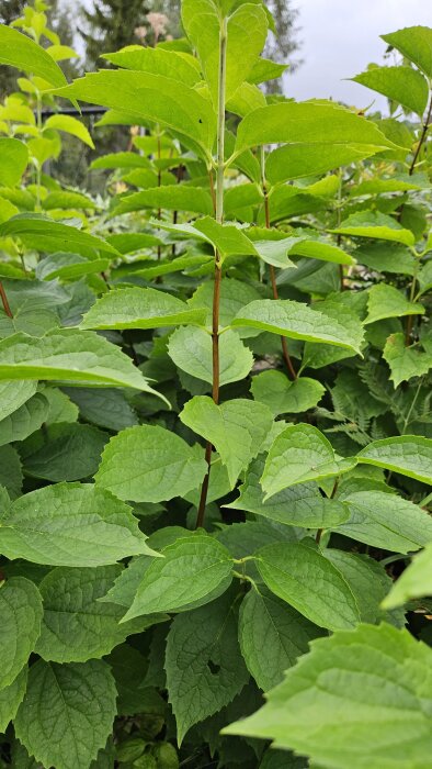 Grön växt med sågade blad och lång stjälk, omgiven av fler liknande växter i en trädgårdsmiljö.