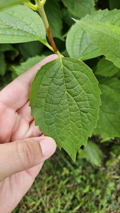 Närbild på en okänd grön växt med tandad bladkant, hållen av en hand mot en bakgrund av gräs.