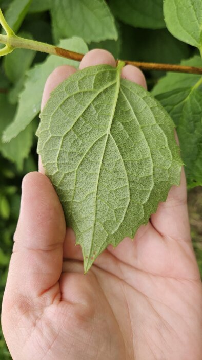 Närbild på en hand som håller ett grönt blad med tandade kanter och tydliga ådror.