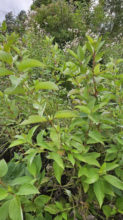 Gröna växter med avlånga blad och röda stjälkar i en trädgårdsmiljö, omgivna av andra växter och buskar.