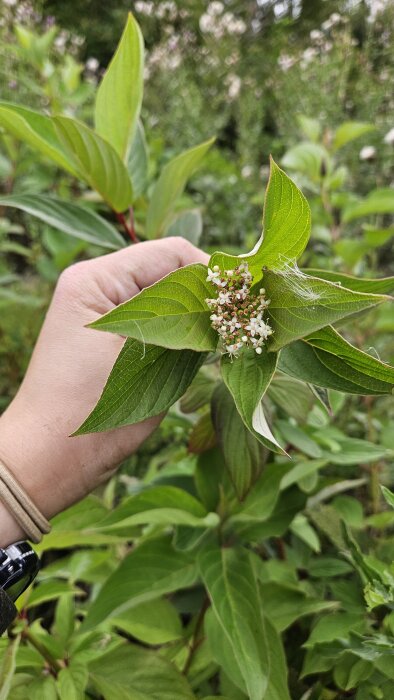 En hand håller en växt med gröna blad och små vita blommor i en trädgårdsmiljö.